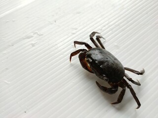 crab in the sand