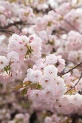 大阪、造幣局の桜