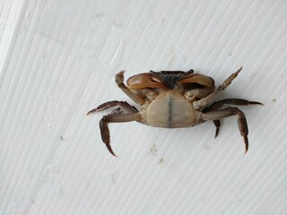 crab on the floor