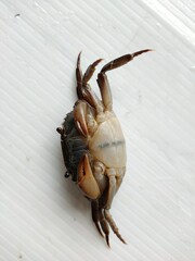 Crab face up on the floor