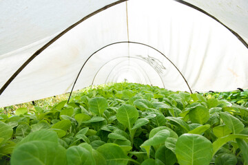 The tobacco tree is blooming. Green leaf tobacco.
