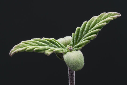 Cannabis seedling showing cotyledons and seed husk
