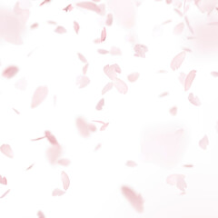舞い散る桜吹雪