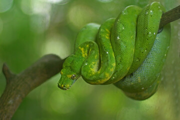 A snake is wrapping its body on a log.