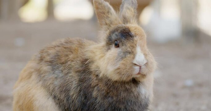 Close-up shot of the rabbit rested calmly in the farm. Posting and look at camera, slow motion.