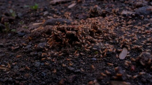 group Termites or anai-anai or white ants are social insects members of the infraordo Isoptera, part of the order Blattodea which are widely known as pests.