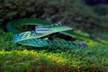 Snakes are exhibiting aggressive behavior.