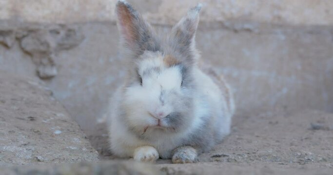 Close-up shot of the rabbit rested calmly in the farm. Posting and look at camera, zoom in, slow motion.