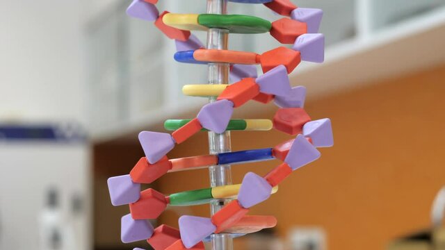 Model Of Double Helix DNA Teaching Aid In A Science Classroom, CLOSE UP