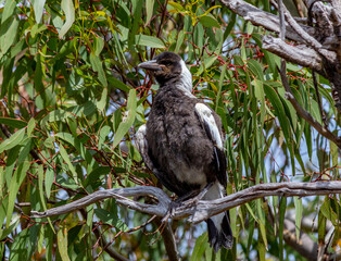 Magpie 