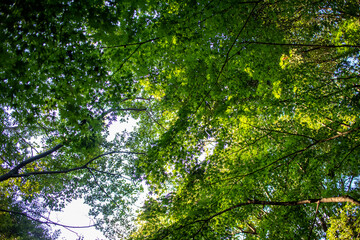 Fototapeta na wymiar 見上げた青空と緑のかえでの葉 Looking up in the sky. Maple trees and green leaves of the early autumn, late summer, in the woods. 2
