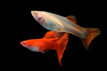 A pair of guppies (Poecilia reticulata) are swimming together in an aquarium.
