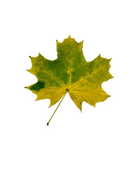 Naklejka na ściany i meble Autumn fallen maple leaf isolated on white background