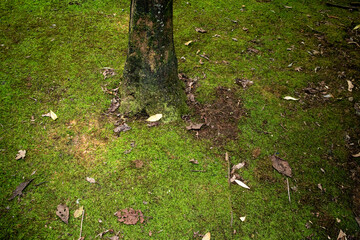 緑色の苔と落ち葉と木の幹
green moss, some fallen leaves and a stem