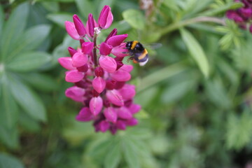 マルハナバチとルピナス The Bee and Lupinas