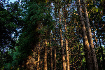 針葉樹林と木漏れ日
Cedar trees with sunlight of autumn, late summer, in the woods.
