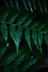 fern leaves dark green