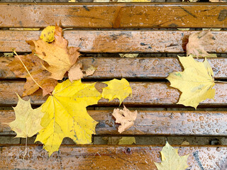 Autumn yellow maple leaves lie on a park bench wet from the rain, selective focus