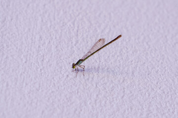 Dragonfly on the cement floor.