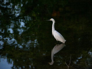 snowy egret