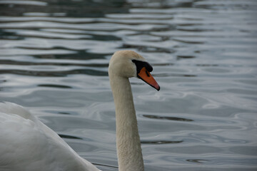 swan on the lake