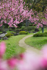 桃の花と小径