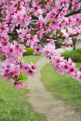 桃の花と小径