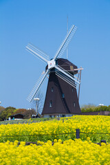 菜の花と風車