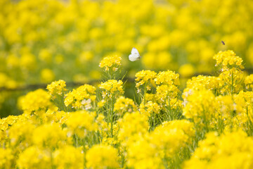 Obraz premium 菜の花とモンシロチョウ