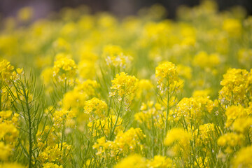 Fototapeta premium 菜の花