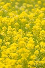 Obraz premium 菜の花