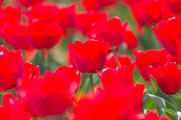 赤いチューリップ