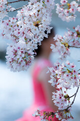 桜の下での記念撮影