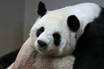 Sweet Panda is Sleeping , Chiangmai, Thailand