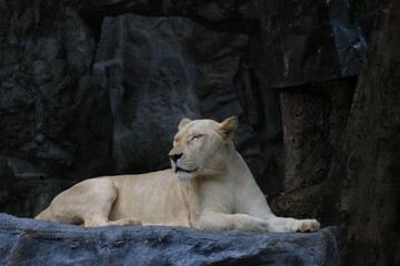 Lioness in the Zoo, Sitting on the Rock
