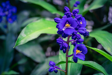 Beautul blue flower growth and blossoming nicely during rainy season in deep rainforest.