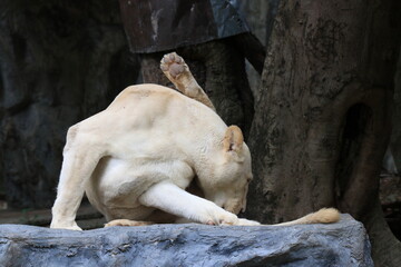 Close up Lioness Cleaning her Body 