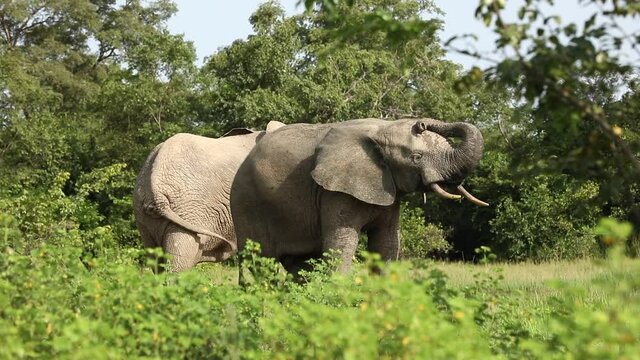 Two African elephants feeling playful whilst stood out on the flood plans from the jungle at Mole National Park, Ghana. Sunny day with blue skies.