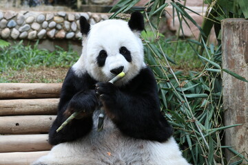 giant panda eating bamboo