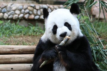 Obraz na płótnie Canvas giant panda eating bamboo