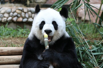 Happy Female Panda Eating Bamboo Shoot, Chiangmai , Thailand
