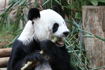 Obraz premium Happy Female Panda Eating Bamboo Shoot, Chiangmai , Thailand