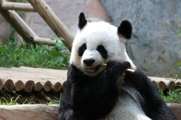 Close up Panda Eating Bamboo Shoot