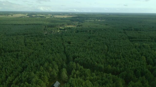 Coniferous Trees At Dense Green Forest In Kowalskie Blota, Poland. - aerial drone shot