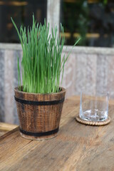 Rice Plant in a Wood Bucket for Decoration