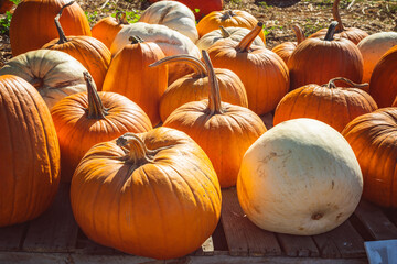 Pumpkins close up, harvest season. Pumpkin patch in California on bright autumn day, outdoor still life