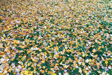 Beautiful autumn park. Autumn trees and leaves. Autumn Landscape. panorama of a stunning forest scenery in autumn, a scenic landscape with pleasant warm sunshine
Bench in autumn park. Autumn landscape