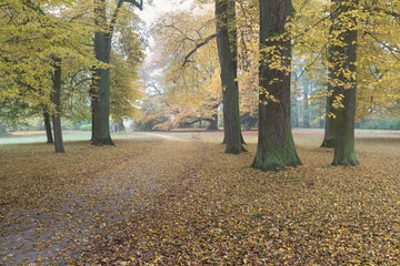 Beautiful autumn park. Autumn trees and leaves. Autumn Landscape. panorama of a stunning forest scenery in autumn, a scenic landscape with pleasant warm sunshine
Bench in autumn park. Autumn landscape