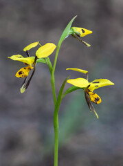 Tiger Orchid (Diuris sulphurea) - endemic to eastern Australia