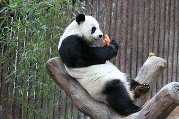 Female Panda, Lin Hui, Eating Fresh Carrot. Thailand
